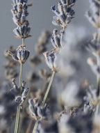 Soy Wax Candle Lavender