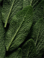 Deep Cleanse Scalp Scrub, Rosemary & Mint