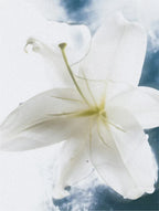Sensitive Skin Body Cream